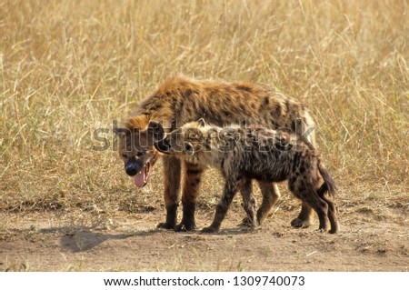 spotted hyena in savanna