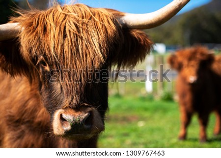 Highland cows on the farm during the day