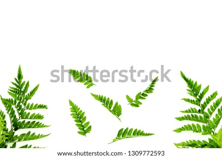 Fern leaves on white background top view border copy space. Spring background