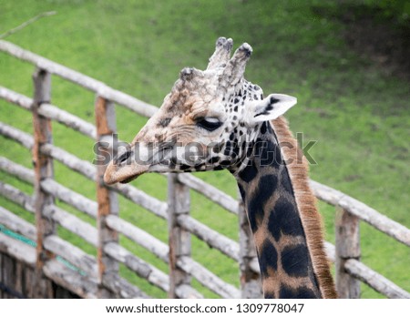 giraffe portrait on green grass background

