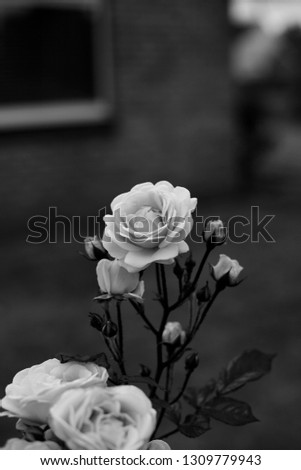 Black and white rose photography