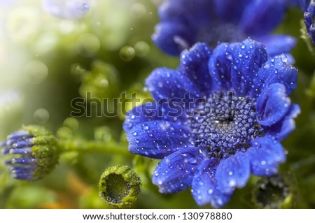 beautiful blue flowers in the garden
