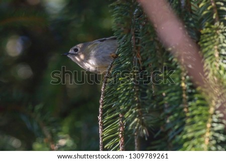 A goldcrest on a branch is searching for fodder