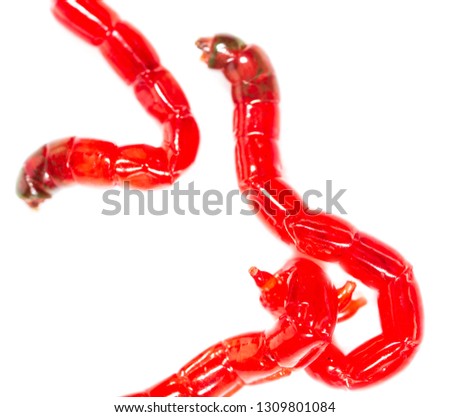 Red worm bloodworm isolated on white background