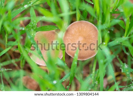 Inedible mushroom in the forest. Macro