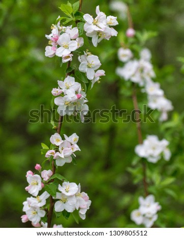 Flowers on the branches of apple trees in spring .