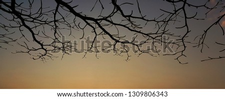 Bare branches of a tree silhouette on dark gray sky background. Banner concept. 