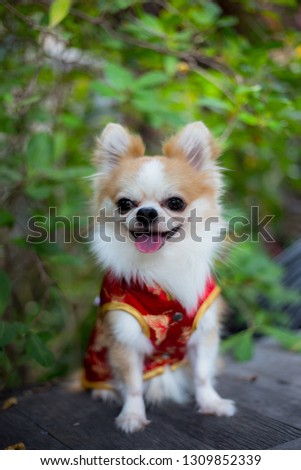 Chihuahua dog wearing qipao