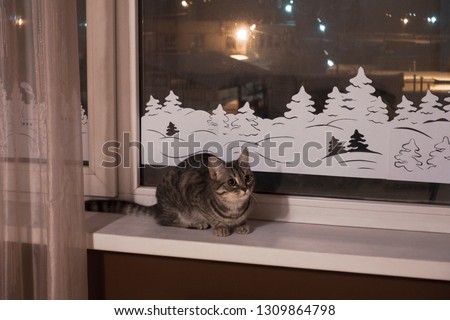 The cat is sitting on the window. Outside the window is a dark night city. Christmas decoration window - Christmas trees and houses. The cat is sitting at the New Year's window.
