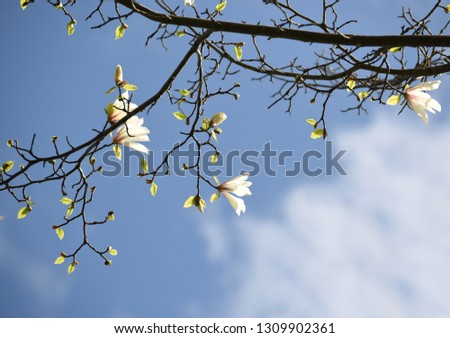 Magnolia flowers are beautiful on a natural garden background. Artistic tender photo.
