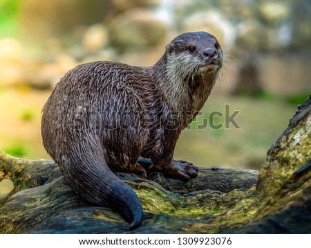 This is an Asian otter, they keep moving and taking this picture cost me horrors, but it's my favorite