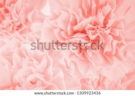 Trendy living coral color flower background. Soft focus of close up coral carnation flowers