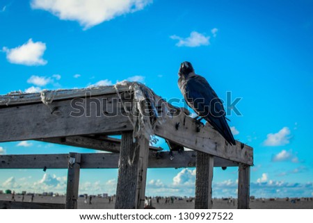 Crow sitting on a wooden roof in Beach with Sky background