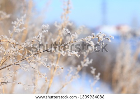 winter plant nature