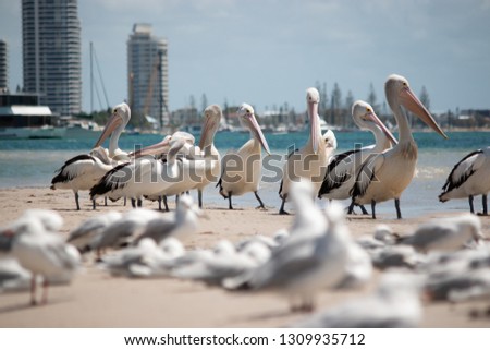 pelicans on the beach Australia Gold Coast in tropical summer beauty in nature