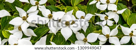 White flowers, banner. Spring flowering background with Cornus kousa var. chinensis or Chinese dogwood  