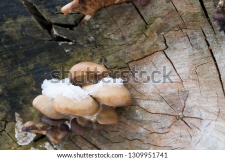 fresh mushrooms on a tree