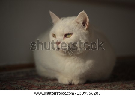 horizontal photography - close up of a fat white british cat with golden eyes, sitting on a colorful rug, with a white wall in the background, indoors, with natural light