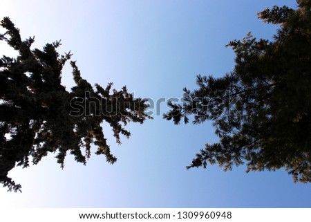 Spruce versus pine
