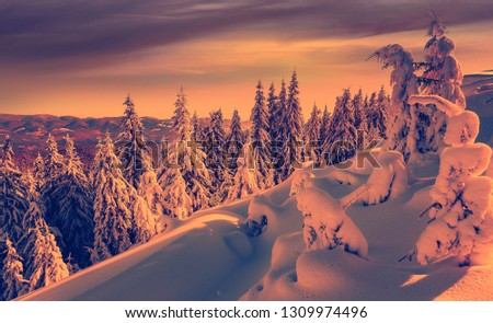 Wonderful picturesque Scene. Awesome Winter landscape with colorful sky. Incredible view of Snow-cowered trees, glowing sunlit, during sunset. Amazing wintry background. Fantastic Christmas Scene