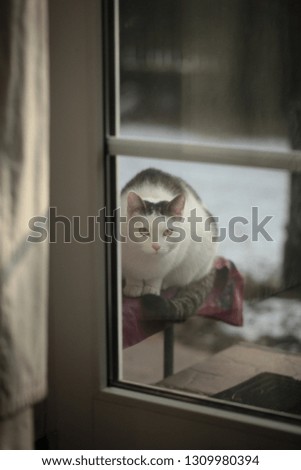 vertical photography - close up of a  white  and grey cat with golden eyes, sitting outdoors, in front of a verandah window,peeking inside , with natural light  on a winter day in Poland, Europe