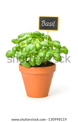 Basil in a clay pot with a wooden label