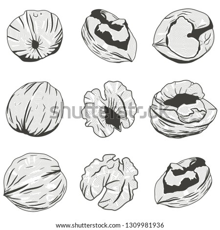 Walnut black silhouette. Nuts illustration vector set isolated on white background.