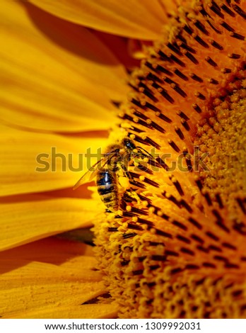 Bine or wasp on each an insect in a sunflower. partial picture macro