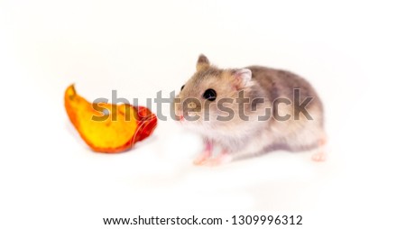 A handsome hamster isolated on a white background. Exotic pet. Mouse rodent pest. Eats dried fruits and seeds