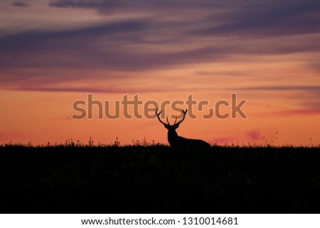 Wild red deer (Cervus elaphus) during red, bloody sunset in wild nature, in rut time, silhouette Picture, photo, wildlife photography of animals in natural environment, protect animals, hunting