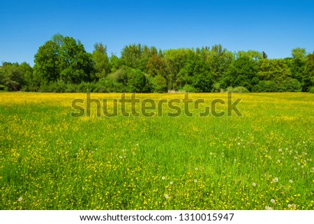 Meadow with blooming buttercups