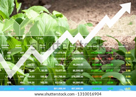 Stock financial index of successful investment on agriculture business and farming industry with graph and chart on city background.