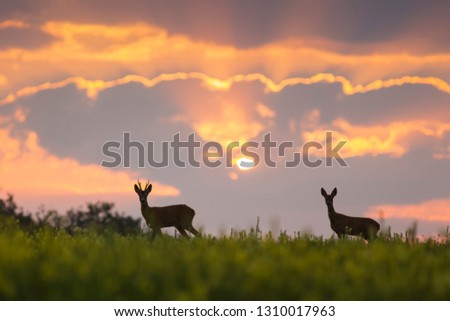 Wild roe deer (capreolus capreolus) during amazing sunrise in wild nature, in rut time, silhouette Picture, wildlife photography of animals in natural environment, protect animals, hunting, hunters