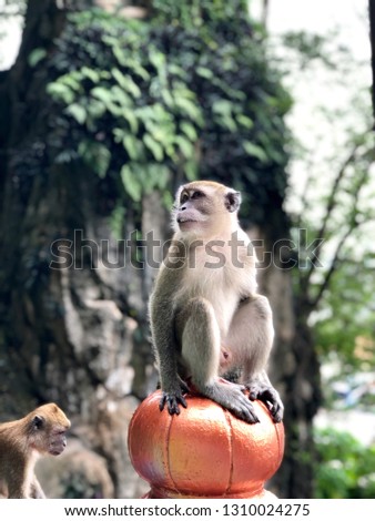 Macaque (Macaca fascicularis) Monkey sitting at the stair of Batu Cave in Selangor, Malaysia 