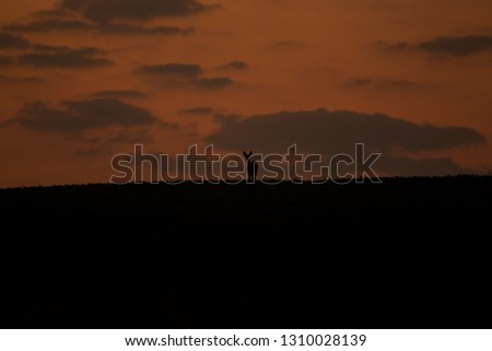 Wild roe deer (capreolus capreolus) during red, bloody sunset in wild nature, in rut time, silhouette Picture, photo, wildlife photography of animals in natural environment, protect animals, hunting