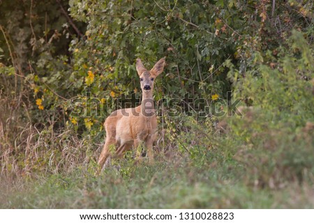 Wild young roe deer (capreolus capreolus) in wild autumn nature, in rut time, silhouette Picture, photo, wildlife photography of animals in natural environment, protect animals, hunting