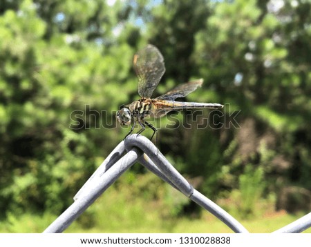 Dragon fly on a fence   Zoomed In is super detailed. A lot of colors.
