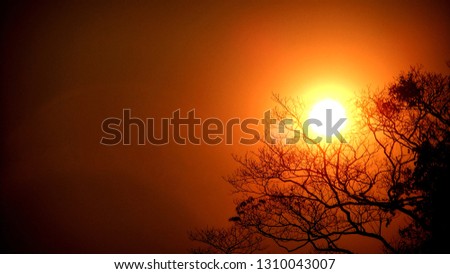 a half of picture with silhouette tree with leafless twig with a orange sun light and ray in the morning as to tell life begins again