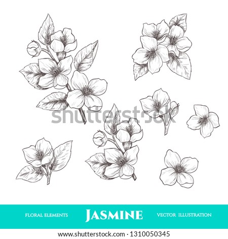 Vector jasmine flowers. Set of floral elements. Vintage style Royalty-Free Stock Photo #1310050345