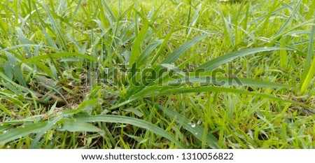 Morning dew drops on green grass leaves