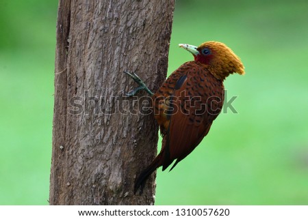 Chestnut-coloured Woodpecker(Celeus castaneus) brown bird with yellow crest and red face, sitting on tree. - Image