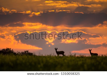 Wild roe deer (capreolus capreolus) during amazing sunrise in wild nature, in rut time, silhouette Picture, wildlife photography of animals in natural environment, protect animals, hunting, hunters