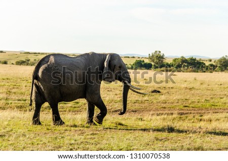 A female elephant walking in the plains of africa inside masai mara national park during a wildlife safari