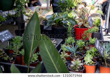 Plants are ready to sell in the farmers market