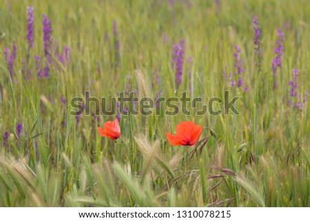 poppies in the field, they bloom between the ears.