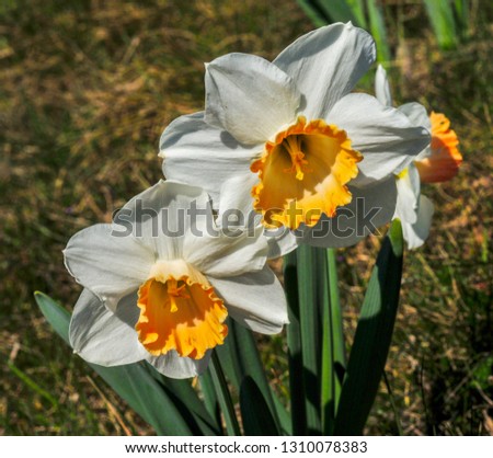 Daffodils Spring Flowers Narcissus