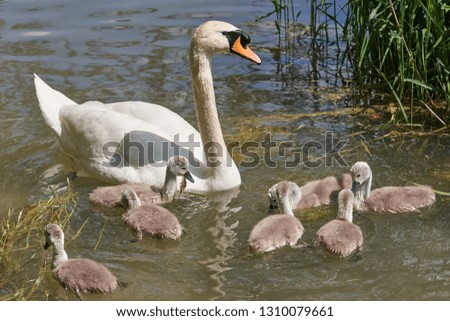 Swans family on the water