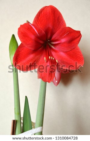 red blooming amaryllis with green bud close up