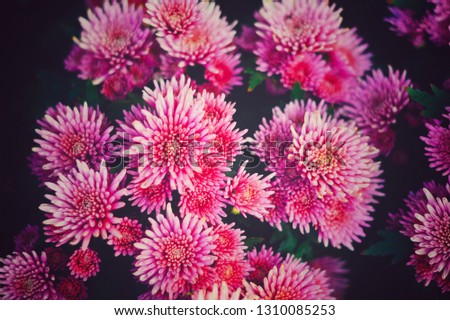 chrysanthemum flower with vintage style