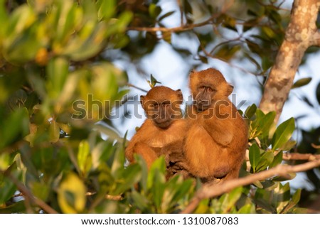 Baboon of Makasutu Forest (Gambia) Monkeys in tree